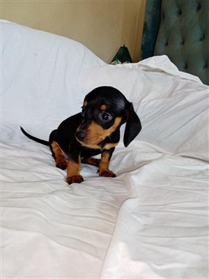 Dachshund 