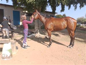 Big and solid tb gelding 