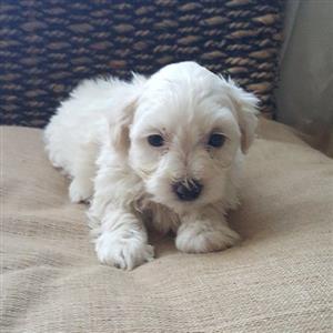 Pure Miniature Maltese puppies very small 