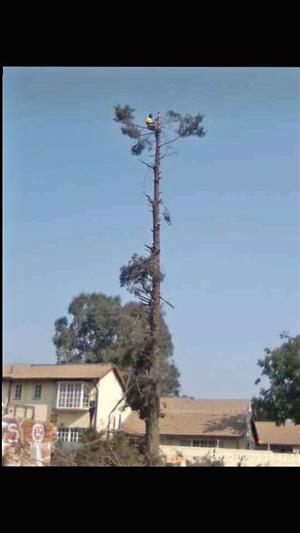 Good tree cutter 