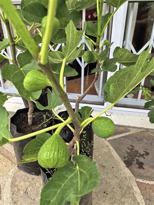 Fruiting Deanna Fig Trees 