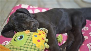 Great Dane puppies registered 