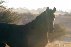 Friesian mare 
