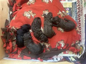 Miniature poodle puppies 