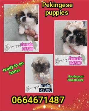 Teddy bear Pekingese puppies 