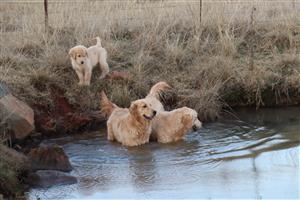 Beautiful Golden Retriever puppies available