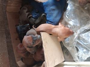 Worshondjies/Dachshund puppies