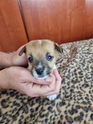 Jack Russel Terrier Puppies 
