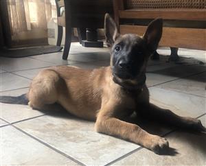 Belgian Malinois puppies for sale