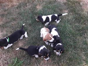 Cutest Basset Hound Puppies For Sale .
