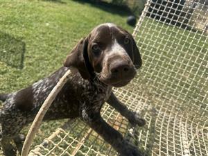 2 x male German shorthaired pointers