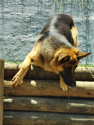 Dogs And Puppies In Durban North Junk Mail