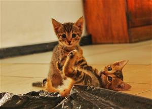 Bengal crossed Maine Coon Kittens