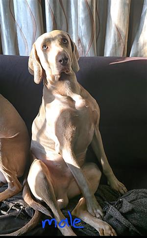 Weimaraner puppies for sale