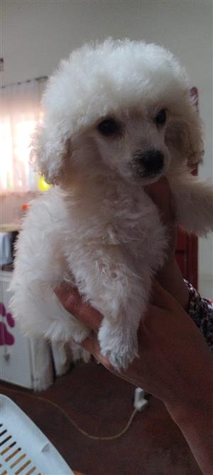 Gorgeous toy poodle male available 