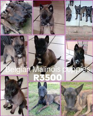Belgian Malinois