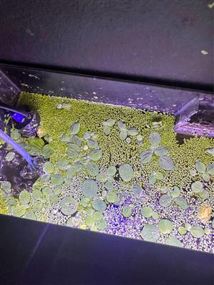 Live aquarium floating plan duckweed  worth of duckweed