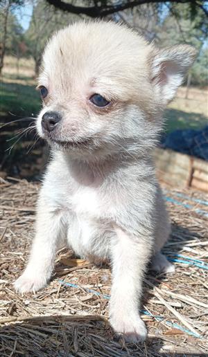 Chihuahua  male puppy