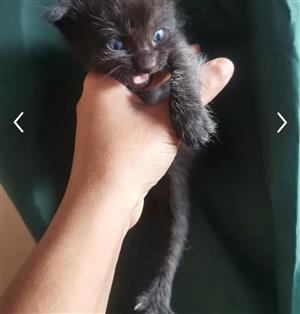 Mix Maincoon kitties 