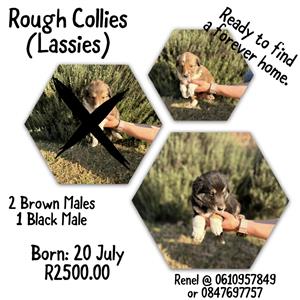 Rough Collie Puppies 