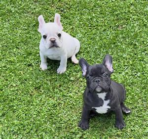 Gorgeous French bulldog puppies available
