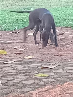 GSP German short-haired pointer puppies