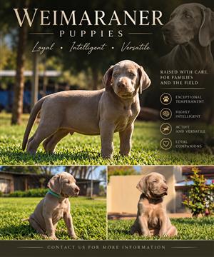 Weimaraner puppys for sale