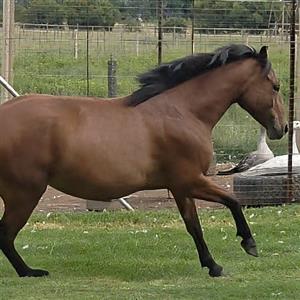 Nooitgedachter Mare