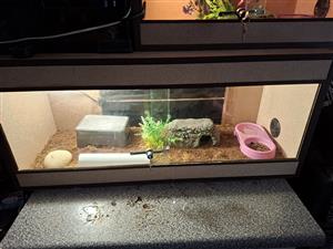 Leopard Geckos With Enclosure
