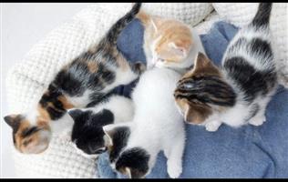 Calico kittens