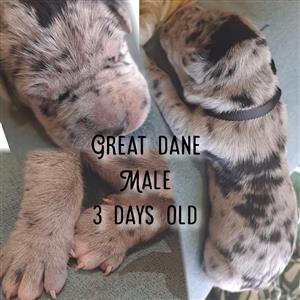 Great dane puppies born 13/01/2023 Ready at 8 weeks