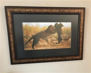 Wildlife Frames Pictures