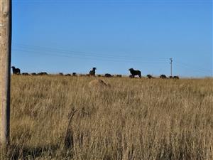 Vacant Land Residential For Sale in Naauwpoort