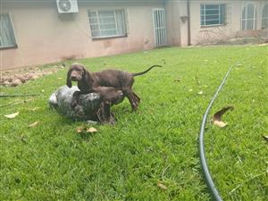 GSP puppies