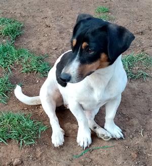 Purebred Jack Russell female