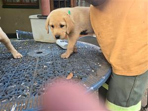 Labrador puppies 