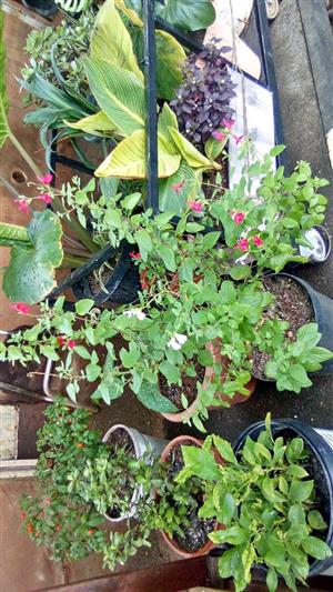 Fresh flowers for sale at unit6  8th avenue orange grove 