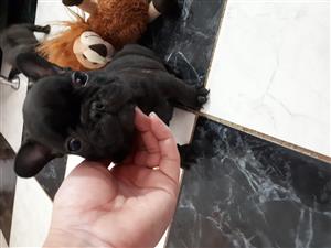 Gorgeous Kusa registered French bulldog puppies available 