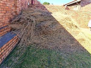 Lapa Grass from dismantled lapa - COLLECT