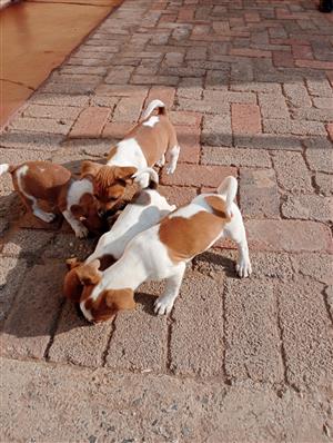 Jack Russell puppies 