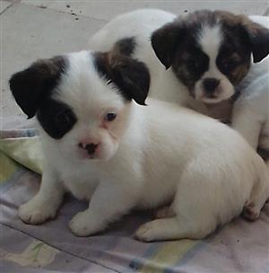 Pekingese x jack Russell puppies 