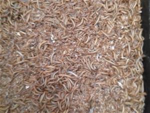 Mealworms /meelwurms