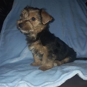 Yorkie male pup available 