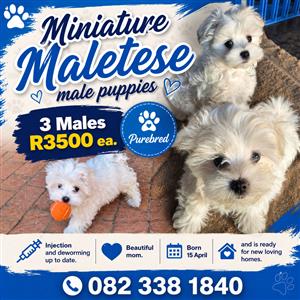 Miniature Maltese male puppies