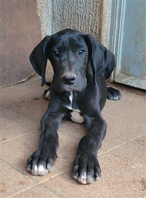GREAT DANE PUPPIES