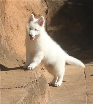 White Swiss Shepherd Puppies for Sale 