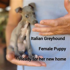 Italian Greyhound Puppies 
