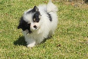 Toy Poms puppies ready for rehomming