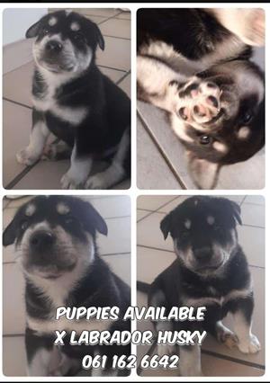 Labrador x Husky Puppies available 
