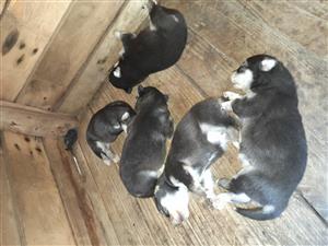 Husky puppies 